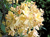 AZALEA GOLDEN LIGHTS