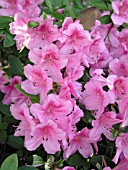 AZALEA HOOSIER ROSE