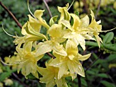 AZALEA NARCISSIFLORUM