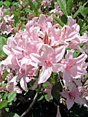 AZALEA SOIR DE PARIS