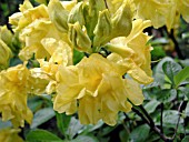 AZALEA UMPQUA QUEEN