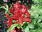 AZALEA WALLOWA RED