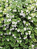 BACOPA SNOWFLAKE