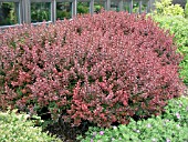 BERBERIS THUNBERGII ATROPURPUREA