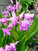 BLETILLA STRIATA