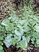 BRUNNERA JACK FROST