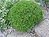 BUXUS MICROPHYLLA MORRIS MIDGET