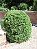 BUXUS MICROPHYLLA JOHN BALDWIN