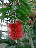 CALLISTEMON CITRINUS