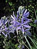 CAMASSIA BLUE DANUBE