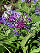 CENTAUREA CYANUS FLORENCE BLUE