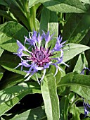 CENTAUREA CYANUS FLORENCE BLUE