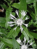 CENTAUREA MONTANA ALBA