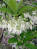 CHIONANTHUS VIRGINICUS