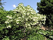 CHIONANTHUS VIRGINICUS