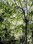 CHIONANTHUS VIRGINICUS