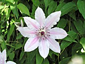 CLEMATIS NELLY MOSTER