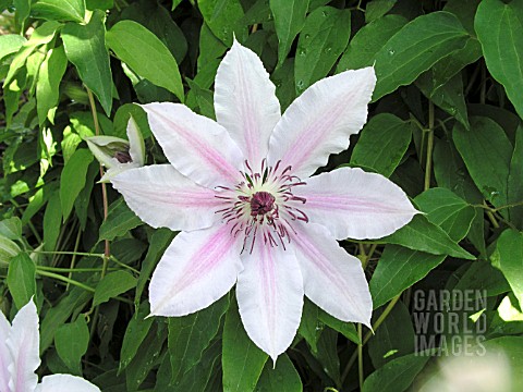 CLEMATIS_NELLY_MOSTER