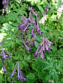 CORYDALIS BLACKBERRY WINE