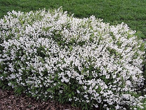 DEUTZIA_CRENATA_NIKKO