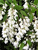 DEUTZIA CRENATA NIKKO