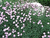 DIANTHUS GRATIANOPOLITANUS BATHS PINK