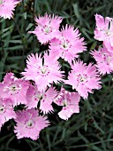 DIANTHUS GRATIANOPOLITANUS BATHS PINK