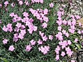 DIANTHUS GRATIANOPOLITANUS BATHS PINK