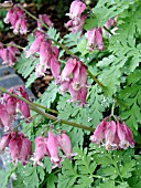 DICENTRA LUXURIANT