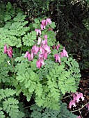 DICENTRA LUXURIANT