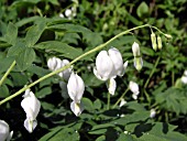 DICENTRA SPECTABLIS ALBA