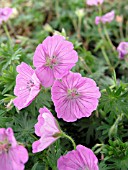 GERANIUM SANGUNEUM BLOGER