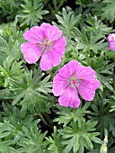 GERANIUM SANGUNEUM JOHN ELSELY