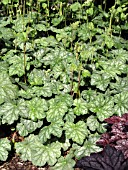 HEUCHERA AMERICANA DALES STRAIN