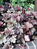 HEUCHERA AMERICANA PURPLE SAILS