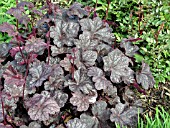 HEUCHERA AMERICANA RUBY VEIL