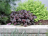 HEUCHERA MICRANTHA BRESSINGHAM BRONZE