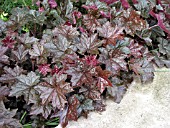 HEUCHERA MICRANTHA BRESSINGHAM BRONZE