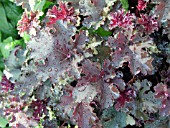 HEUCHERA PURPLE PETTICOATS