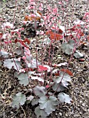 HEUCHERA VESUVIUS