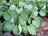 HOSTA ABIQUA DRINKING GOURD