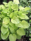 HOSTA BIRCHWOOD PARKYS GOLD