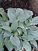 HOSTA BLUE BLUSH