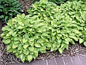 HOSTA EMERALD TIARA