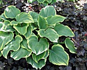 HOSTA FLUCTUANS SAGAE