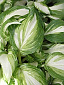 HOSTA FORTUNEI AUREO MARGINATA