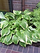 HOSTA FORTUNEI HYACINTHIA