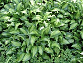 HOSTA GEISHA