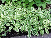 HOSTA GROUND MASTER