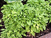 HOSTA GROUND SULPHUR